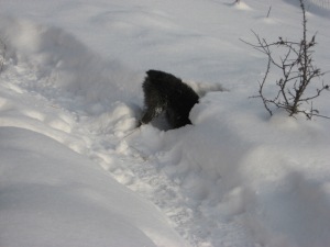 The Abominable Snow Snoodle entering its lair. Actually this is Callie hunting for shrews and mice.