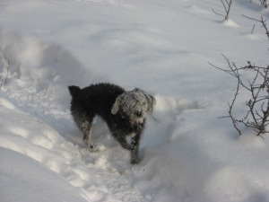 The Abominable Snow Snoodle! A rare picture sure to bring cryto-zoological hunters to the yurt.