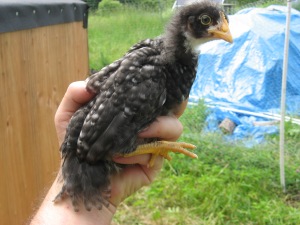 Barred Rock layer hen 5.5 weeks old.